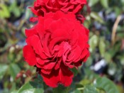 Rosa Crimson Cascade ('Fryclimbdown')