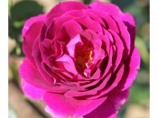Rosa floribunda Ebb Tide 'Weksmopur'