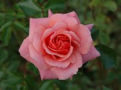 Rosa 'Festive Jewel'