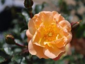 Rosa Flower Carpet Amber ('Noa97400A')