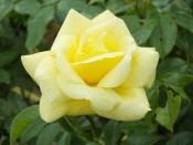 Rosa Flower Carpet Gold 'Loredo' (Standard)
