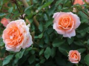 Rosa Flower Power 'Frycassia' (Patio Standard)