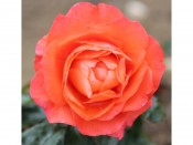 Rosa floribunda For You, With Love 'Fryjangle'