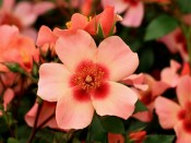 Rosa floribunda For Your Eyes Only 'Cheweyesup'
