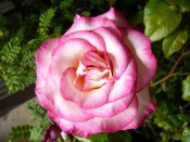 Rosa 'Handel'