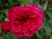 Rosa 'Ivor's Rose'