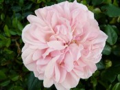 Rosa floribunda Joie de Vivre 'Korfloci 01'