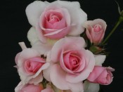Rosa floribunda Let There Be Love 'Frysoda'