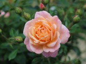 Rosa Peachy 'Harwanted' (Patio Standard)