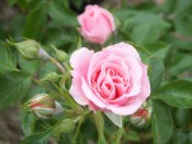 Rosa Pretty Polly ('Meitonje')