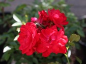 Rosa Raspberry Royale ('Peaclo')