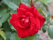 Rosa floribunda Ruby Anniversary ('Harbonny')