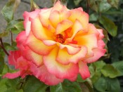 Rosa floribunda Sheila's Perfume 'Harsherry'