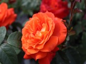 Rosa floribunda Super Trouper 'Fryleyeca'