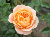 Rosa Sweet Dream ('Fryminicot')