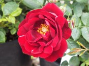 Rosa Sweet Wishes ('Poulpah032')