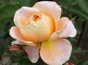 Rosa floribunda The Wren 'Kormamtiza'