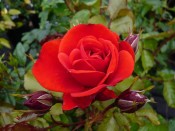 Rosa floribunda Trumpeter 'Mactru'