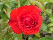 Rosa floribunda Trumpeter 'Mactru' (standard)