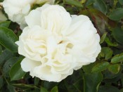 Rosa floribunda 'Diamond Dad' aka 'White Meidland' (Meicoublan)