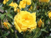 Rosa 'Yellow Patio' (Patio Standard)