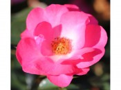 Rosa floribunda Rosy Cheeks 'Noa200051'