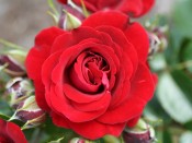 Rosa Ruby Romance 'Noa140715' (Patio Standard)