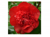 Camellia x williamsii 'Ruby Wedding' (10 litre)