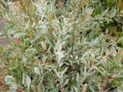Salix integra 'Hakuro-Nishiki' Bush specimen