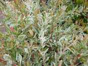 Salix integra 'Hakuro-Nishiki' Standard specimen