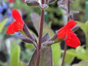 Salvia blepharophylla 'Painted Lady'