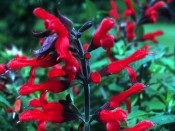 Salvia fulgens