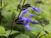 Salvia guarantica 'Black and Blue'