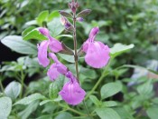 Salvia x jamensis 'Javier'