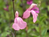 Salvia x jamensis 'La Tarde'