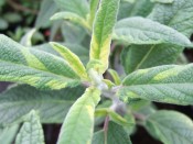 Salvia leucantha 'Eder'