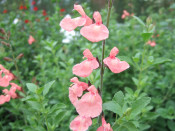 Salvia microphylla 'Ribambelle'