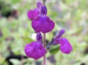 Salvia 'Pam's Purple'