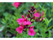 Salvia greggii 'Pink Preference'