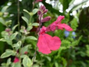 Salvia greggii 'Sparkler'