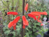 Salvia stolonifera 