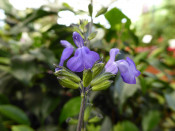 Salvia microphylla 'Victoria Blue'
