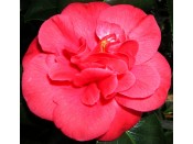 Camellia japonica 'Saturnia'