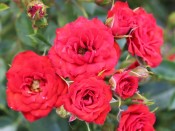 Rosa Scarlet Patio 'Kortingle' (Patio Standard)