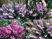 A Collection of Four Heathers: 'Shades of Purple' Winter to Spring Collection (9cm pot)
