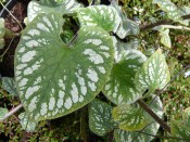 Brunnera macrophylla  'Emerald Mist'