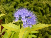 Caryopteris x clandonensis 'Worcester Gold'