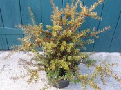 Podocarpus nivalis 'Havering'