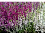 A Collection of  Four Heathers: The 'Bee and Butterfly' Collection (1 Litre pot)