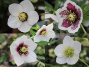 Helleborus x hybridus (Ashwood Garden Hybrids) Mixed Singles White Collection of Three Plants
